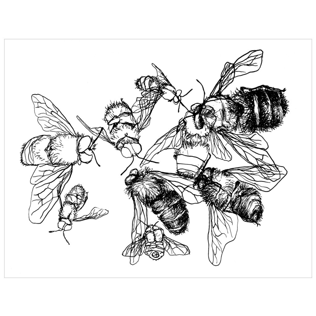 Insect II · lithography · 23 x 30 cm 2006